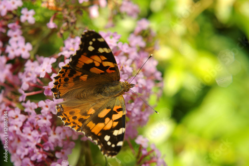 Vanessa cardui, Painted lady butterfly (Cynthia cardui) on Buddleja davidii © Petr Bonek