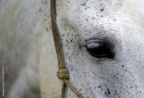 Detail of white horse head with long eye-lashes

