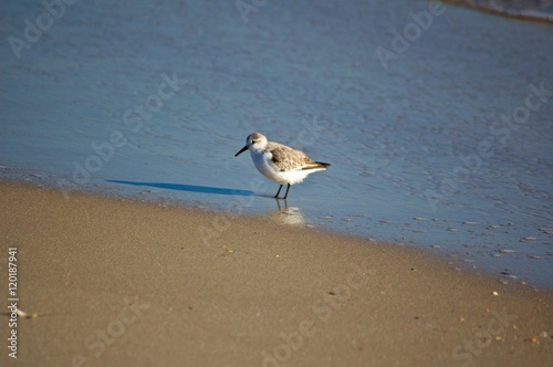 Sandpiper on the beach © syncopatedphoto