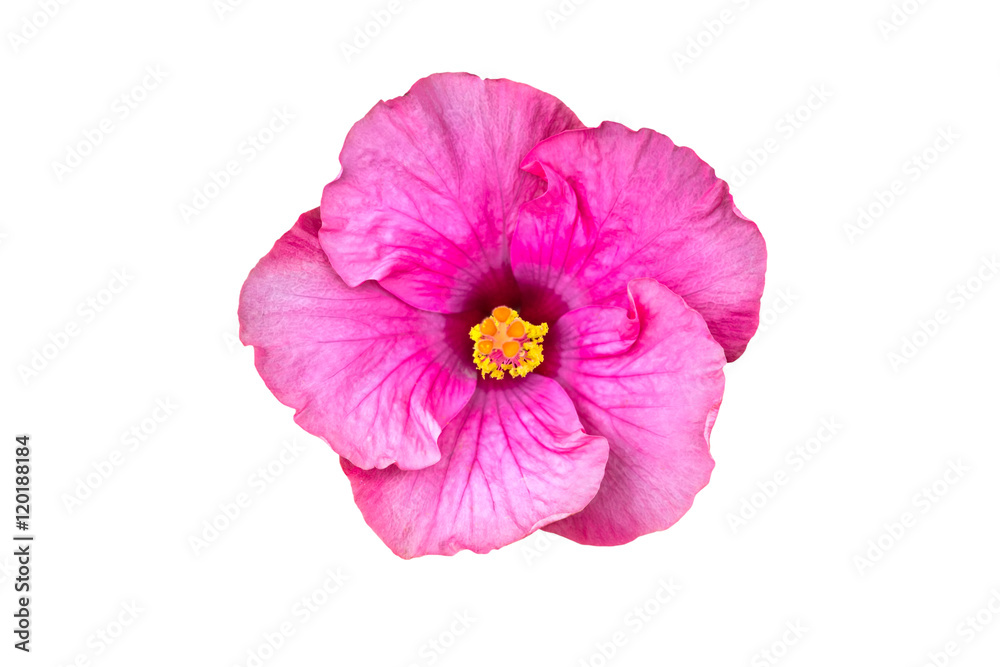 Macro of pink China Rose flower (Chinese hibiscus isolated on white background.Saved with clipping path.