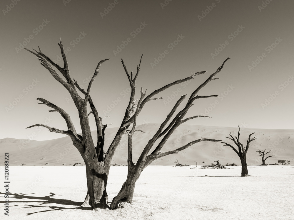 Dead Camelthorn (Acacia erioloba) Trees in Dead Vlei, Namib-Naukluft National Park, Namibia Dead Camelthorn (Acacia erioloba) Trees in Dead Vlei, Namib-Naukluft National Park, Namibia