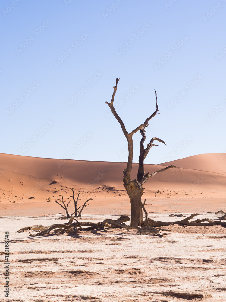Dead Camelthorn (Acacia erioloba) Trees in Dead Vlei, Namib-Naukluft National Park, Namibia Dead Camelthorn (Acacia erioloba) Trees in Dead Vlei, Namib-Naukluft National Park, Namibia