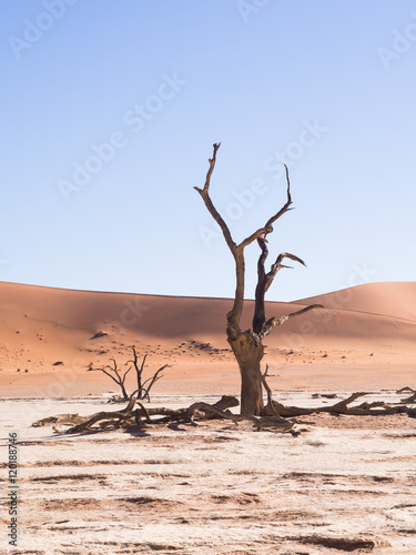 Dead Camelthorn (Acacia erioloba) Trees in Dead Vlei, Namib-Naukluft National Park, Namibia