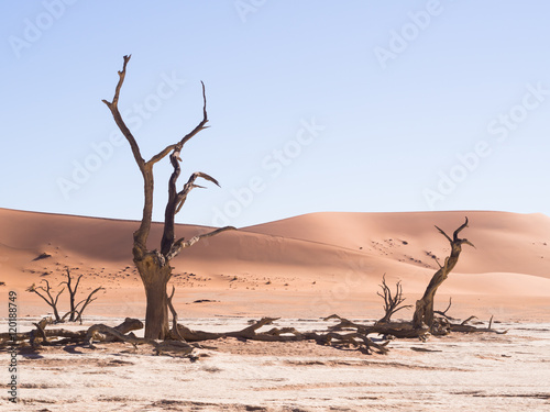 Dead trees in Dead Vlei, Namibia