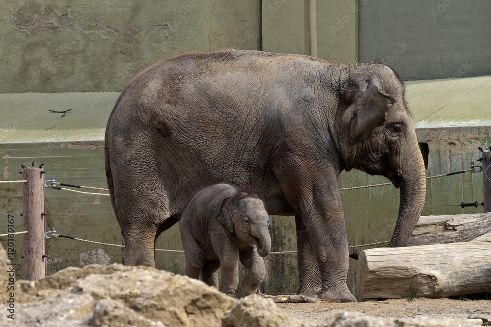 Fototapeta premium Asiatischer Elefant