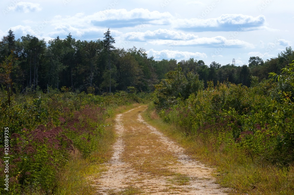 Trail in the woods of the Pine Barrens