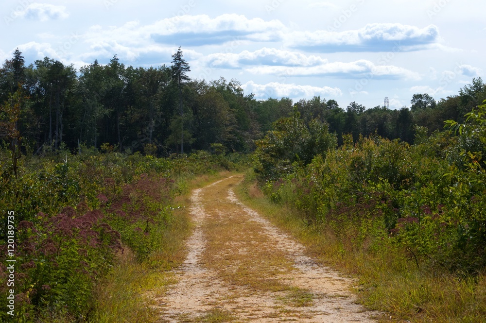 Trail in the woods of the Pine Barrens Trail in the woods of the Pine Barrens