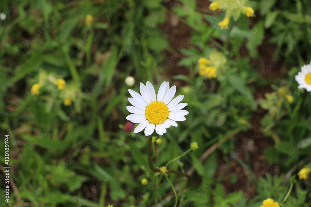 Daisy Daisy