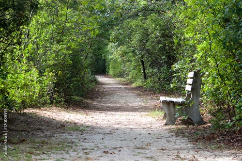 Trail in the woods of the Pine Barrens