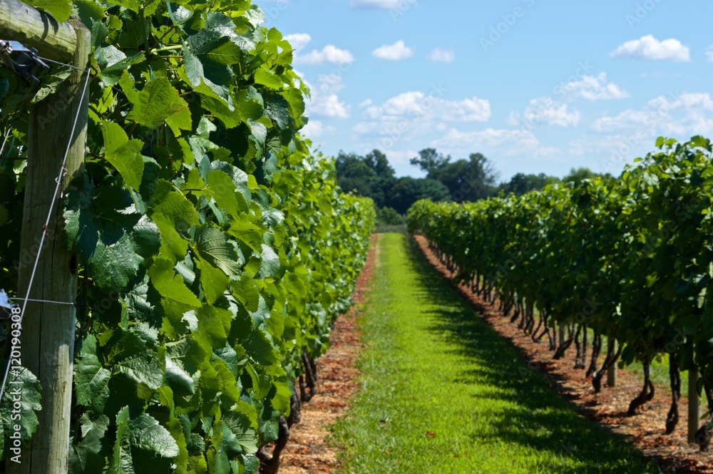 Gorgeous walk in a vineyard