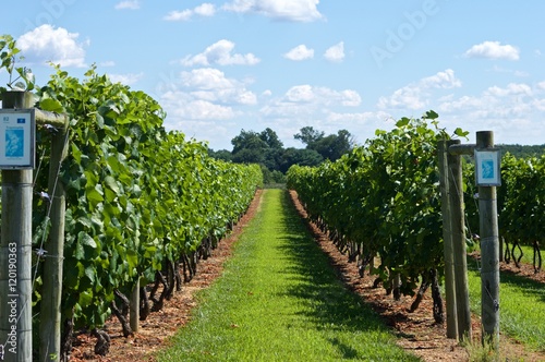 Gorgeous walk in a vineyard