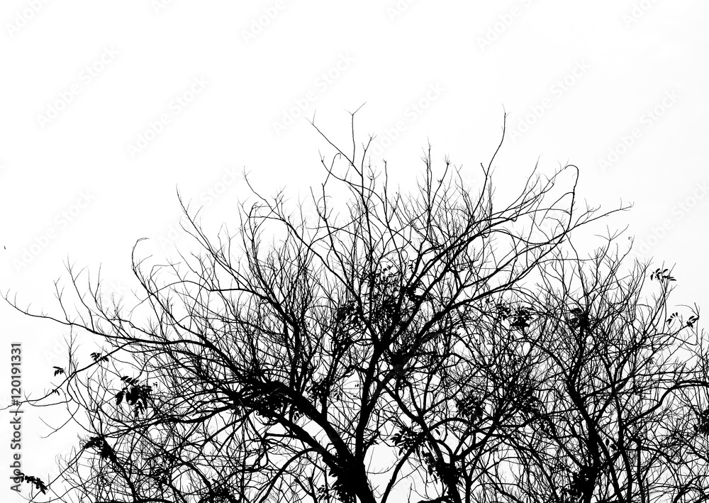 Obraz premium silhouette tree with isolated background