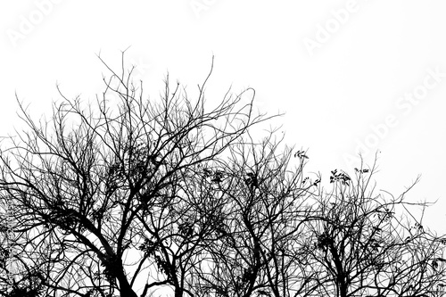 silhouette tree with isolated background