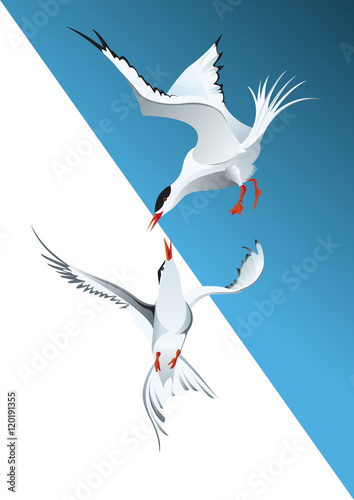 Deux mouettes rieuses en vol