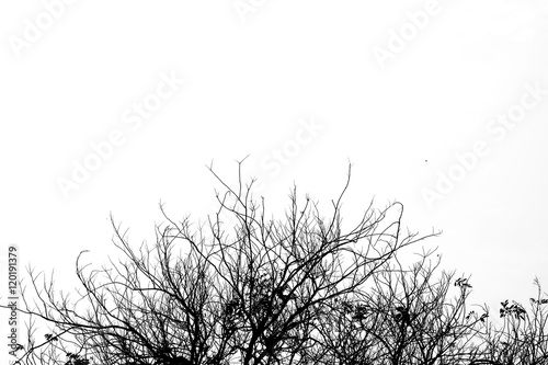 silhouette tree with isolated background