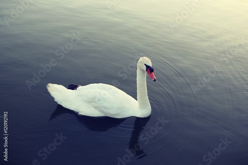 swan, cigno al parco rio gamberi (castelnuovo rangone, modena, italy) photo