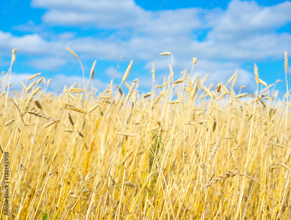 Obraz premium golden wheat field