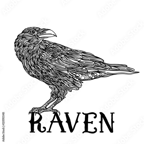 bird raven zentangle style. Good for T-shirt, bag, coloring book or whatever print. vector illustration. label can be removed