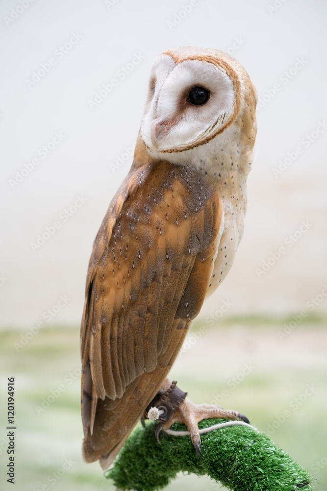 Fototapeta premium common barn owl