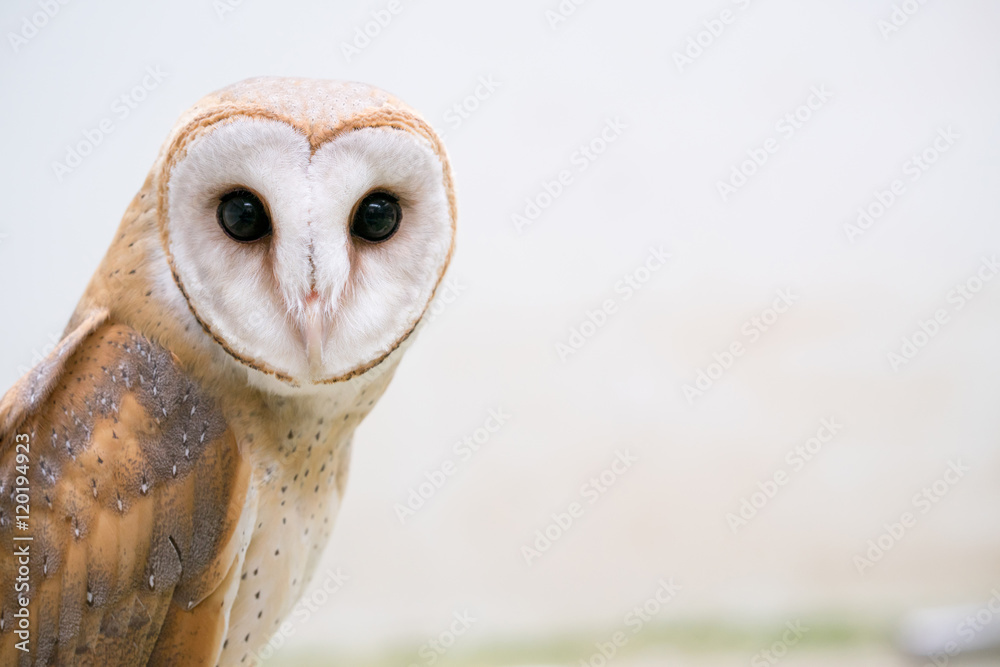Naklejka premium common barn owl