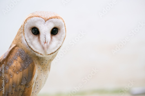 common barn owl © anankkml