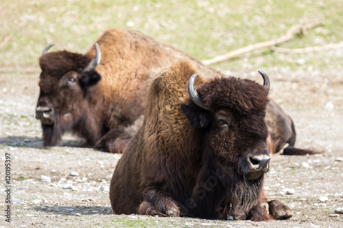 Waldbison - Bos bison