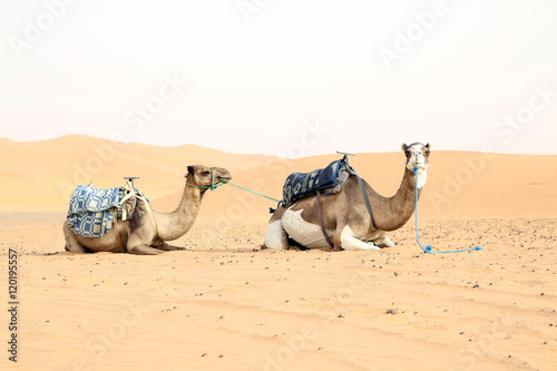 Camelos no Sahara photo