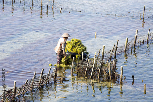 Plantations of seaweed, Nusa Penida, Indonesia