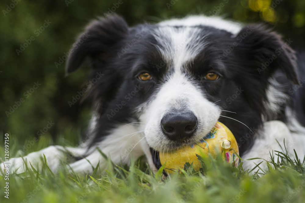 portrait of a border collie dog while playing with a ball