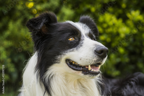 portrait of a border collie dog and still see what's around him.