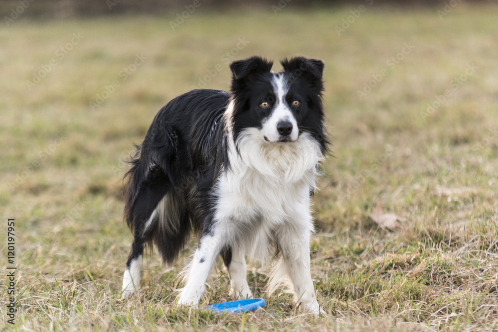 border collie dog in the grass attentive and ready to spring to