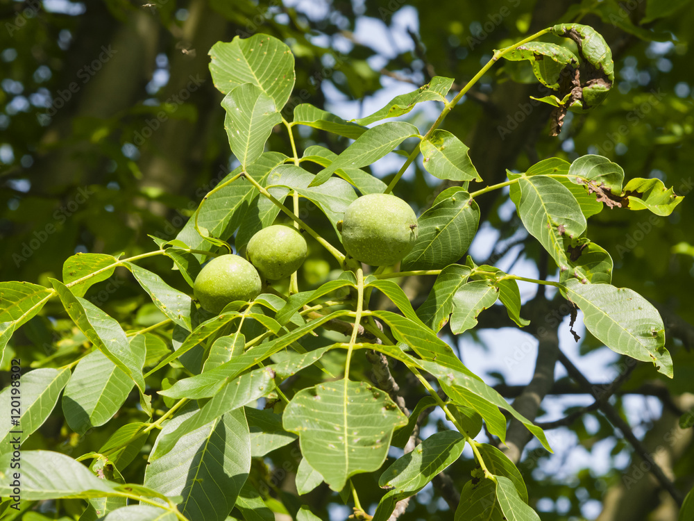 Fototapeta premium Green unripe walnuts on tree with leaves close-up, selective focus, shallow DOF