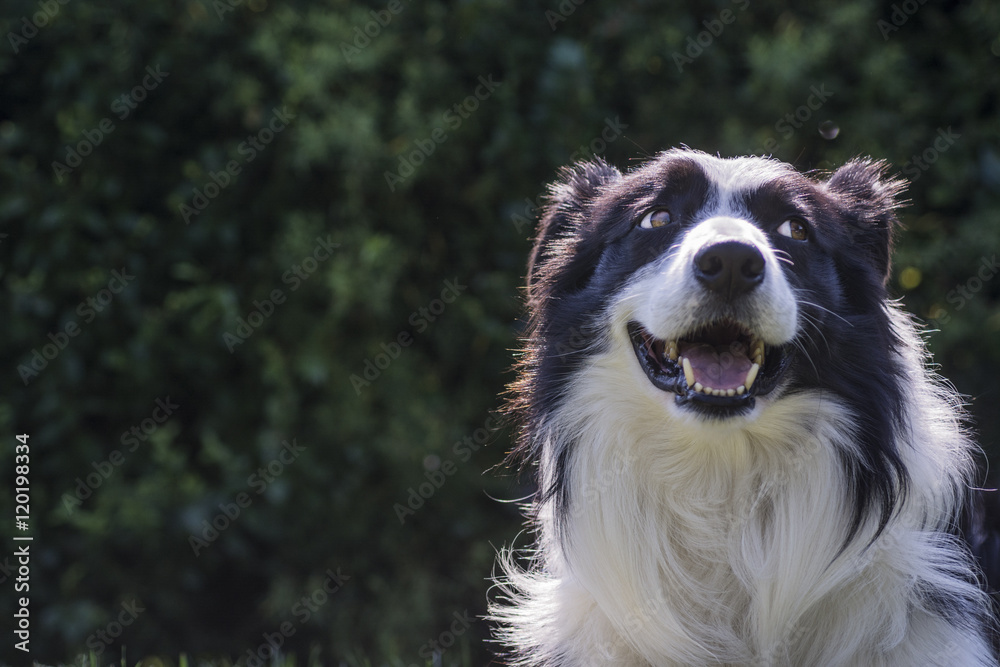 portrait of a border collie dog and still see what's around him.