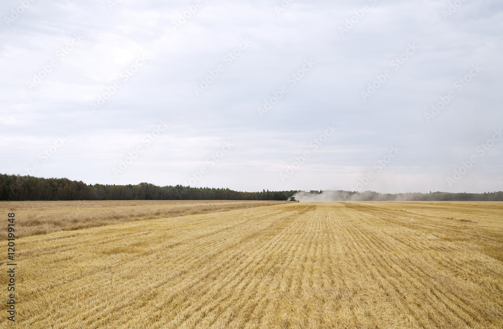 A combine harvesting a crop of wheat surrounded by forest of trees under cloudy rural landscape