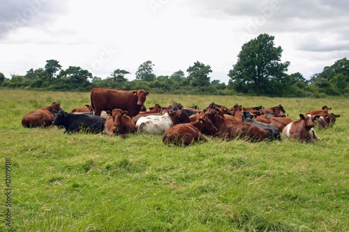 Shorthorn cattle herd photo