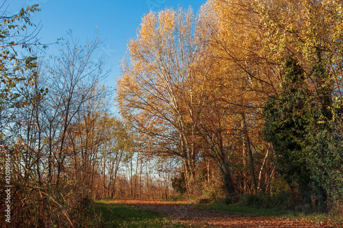 Tramonto autunnale sul viale alberato