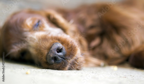 Nose of sleeping Irish Setter dog