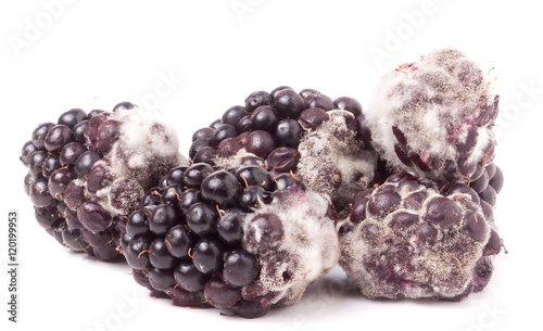 Blackberry tainted with mold isolated on white background