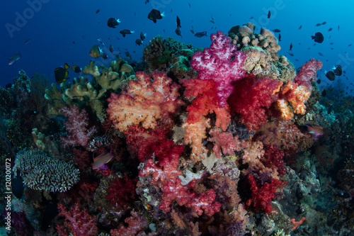 Vibrant Soft Corals on Tropical Reef