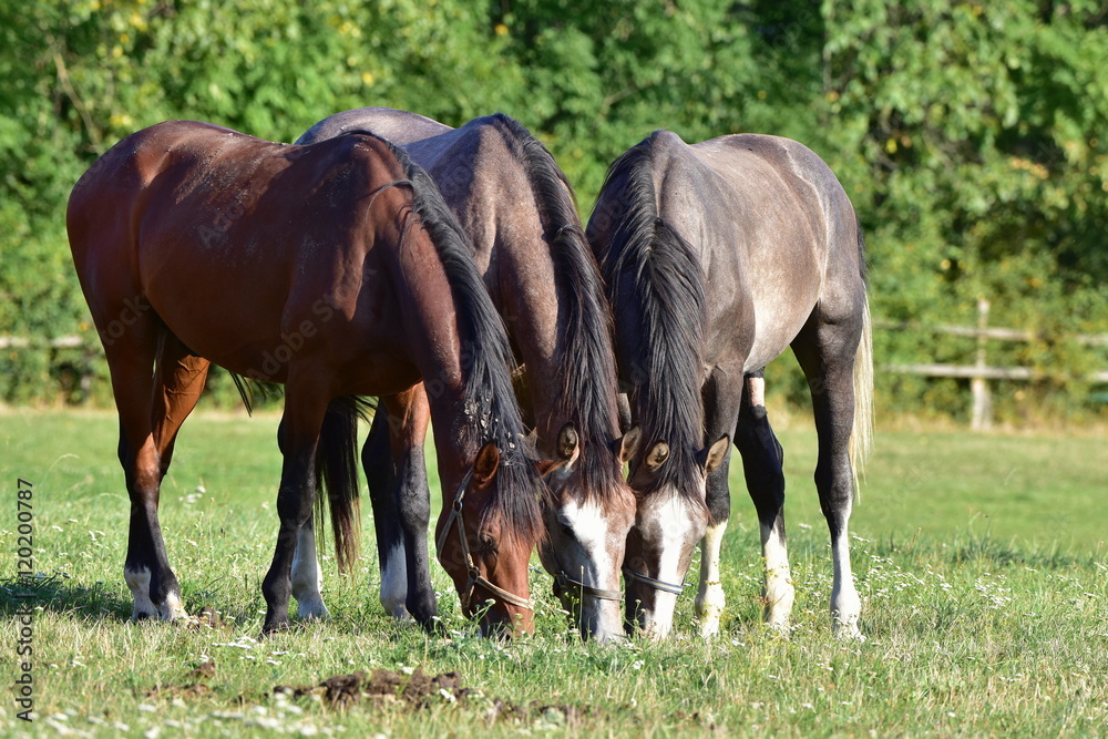 pasture time