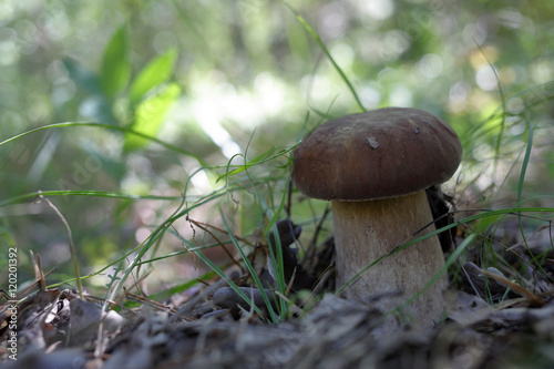 Mushroom porcini in forest