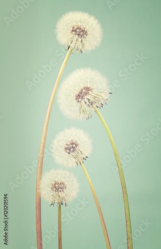 Four dandelions ranging in size