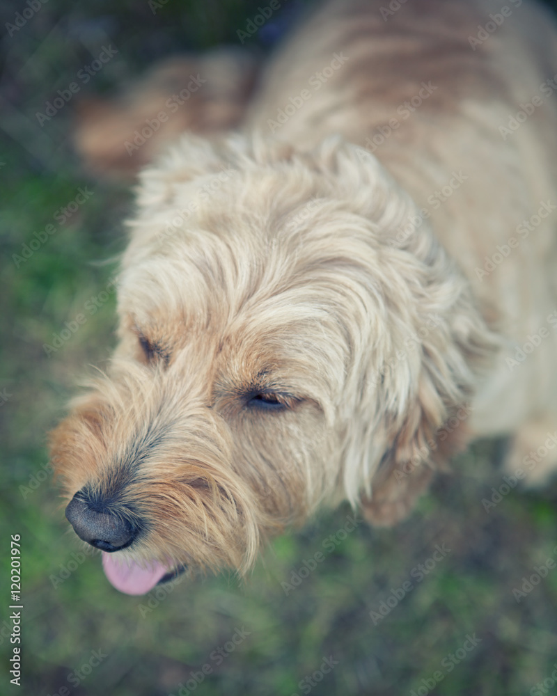 Top view of dog with his tongue out Top view of dog with his tongue out