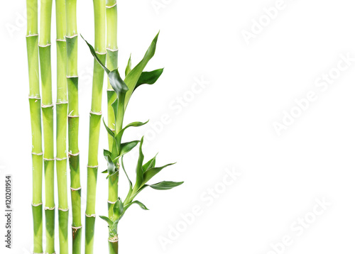 Fototapeta Naklejka Na Ścianę i Meble -  Lucky Bamboo on white background