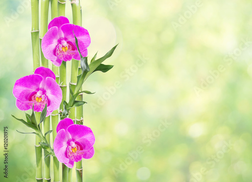 Lucky Bamboo and three orch...