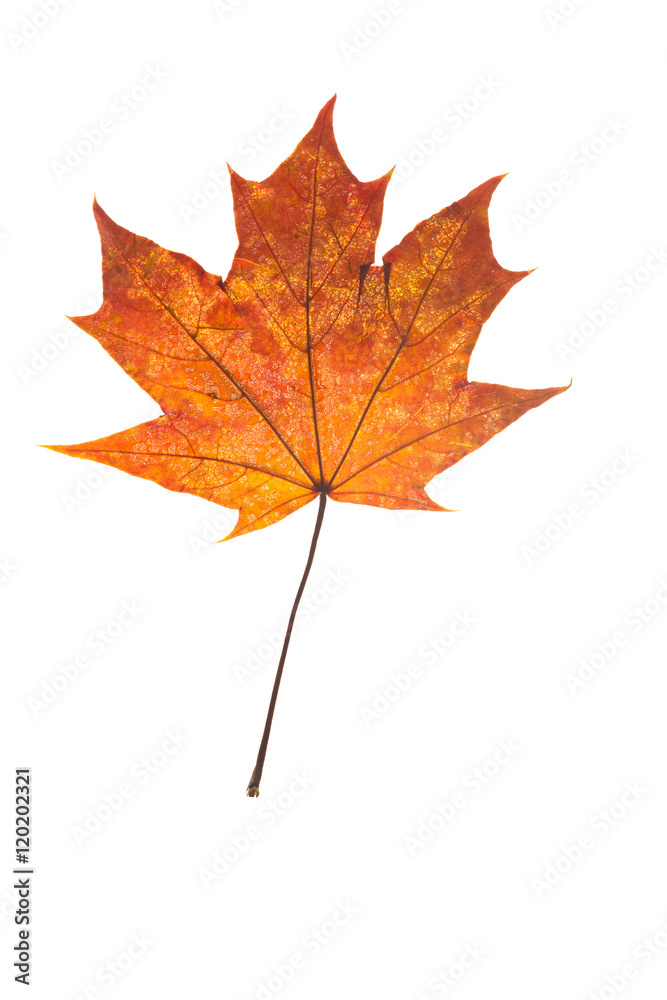 Fototapeta premium autumn leaves, photographed in the studio on a white background