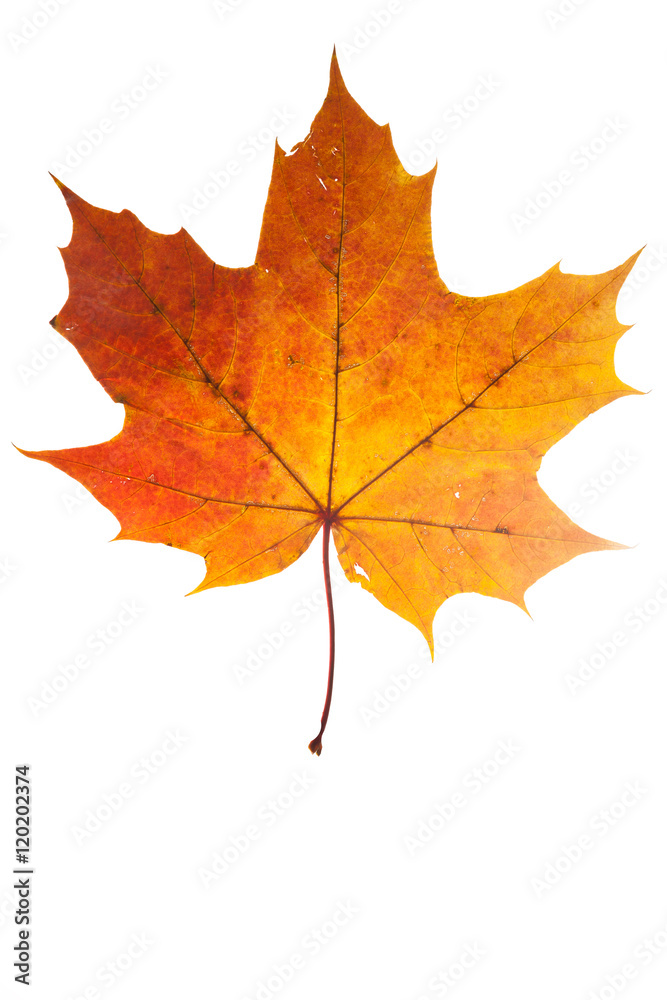 autumn leaves, photographed in the studio on a white background
autumn leaves, photographed in the studio on a white background