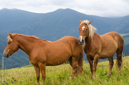 Two horses standing in the field and mountains and look forward. Wild horses in the Carpathians, Ukraine Carpathian landscape