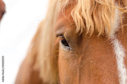 Horse eye close up in high key.