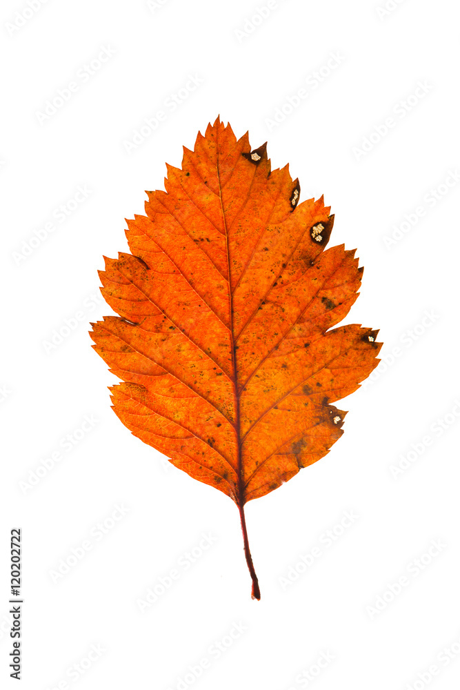 Fototapeta premium autumn leaves, photographed in the studio on a white background 